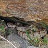 One of three rattlers encountered on our approach to the Grey Towers.