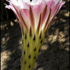 Cactus flower profile.<br>
Photo by Blitzo.