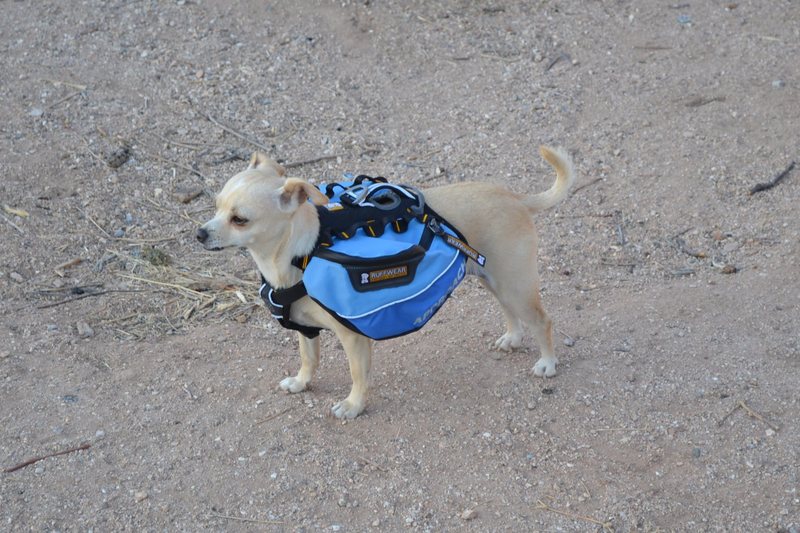 Aint nothin like a chihuahua with a backpack. Someone's got to carry the beer