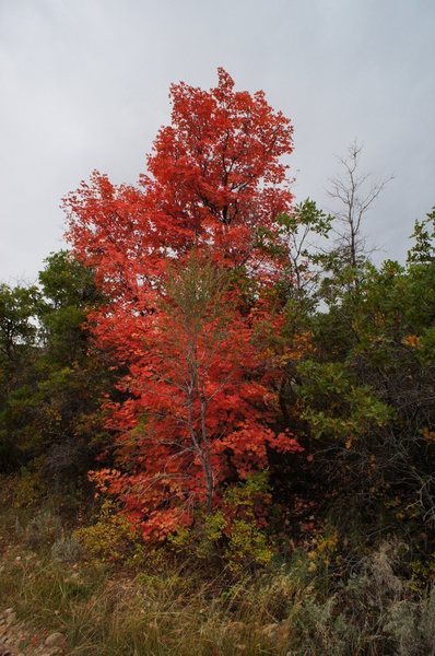 Maples turning color in fall