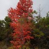 Maples turning color in fall