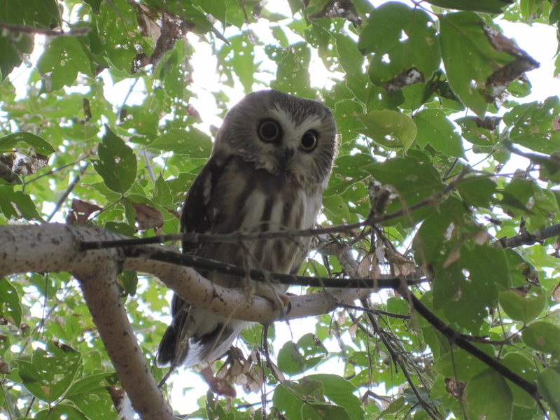 Owl, hanging out in a tree, at the Canal Zone.