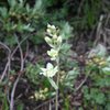 White camas (Zygadenus elegans)<br>
<br>
Plain of Six Glaciers, Banff National Park