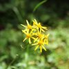 Giant Ragwort (Senecio triangularis)<br>
<br>
Johnston Canyon, Banff National Park