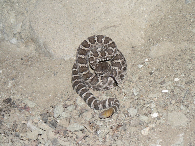 Owl Tor Baby Rattler