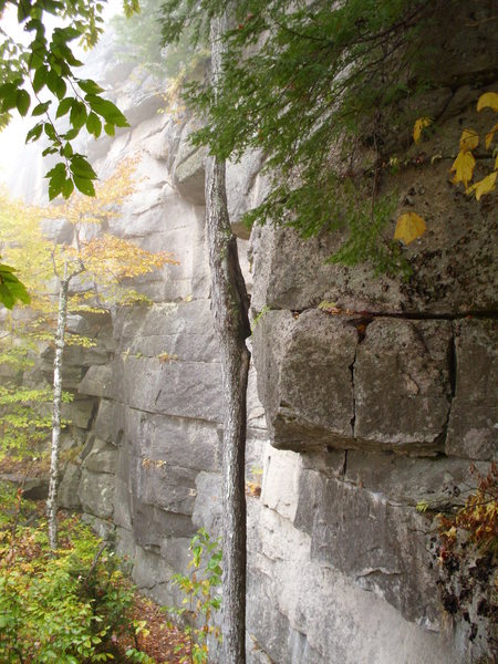 The route is right of the tree. It follows the crack line and moves out the overhang from the horizontal