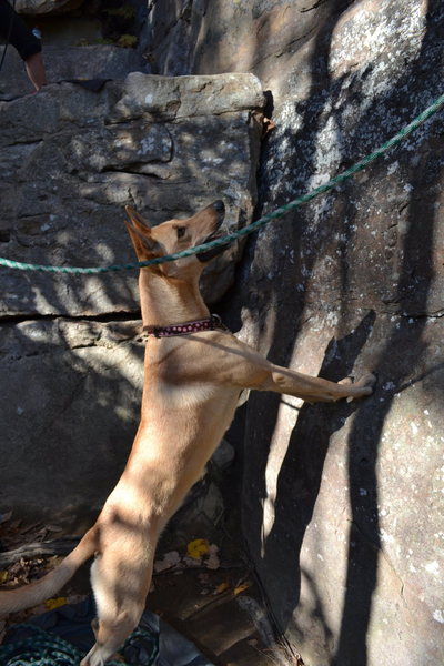 Maggie out for a day of cragging.