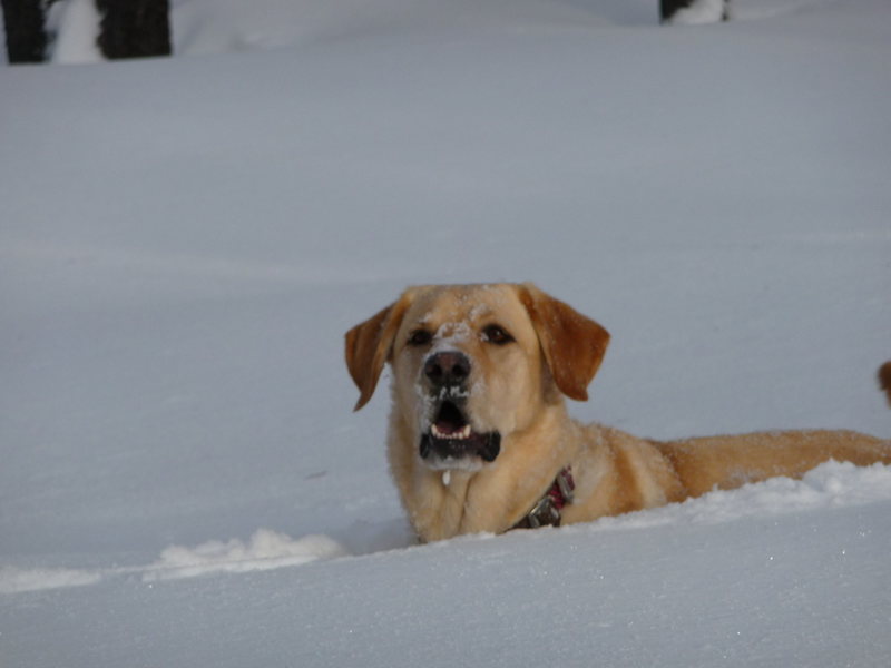 Indie near Odell Lake