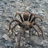 Owl Tor Tarantula