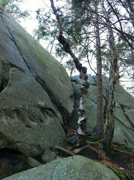 "Happy Feet" ascends the face to the right of the big crack ("Toe Jams").  The side wall that is in for the start is right behind the birch tree.   