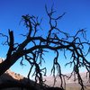 Dead tree atop Bad Moon Arising