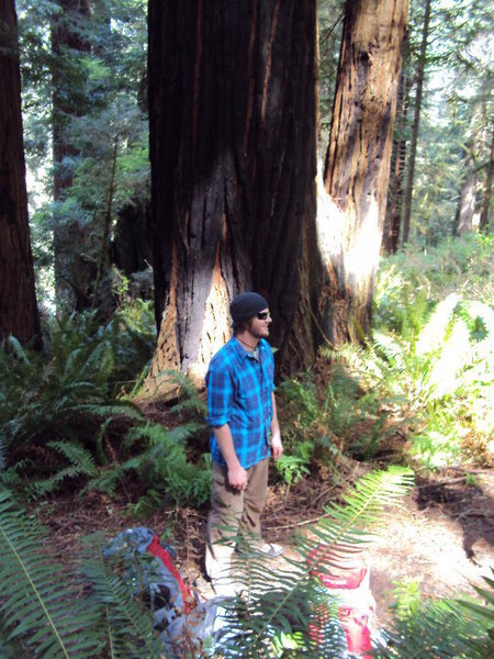 Hiking through the Redwood forest of NorCal