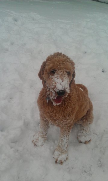 Butters loves herself some snow!