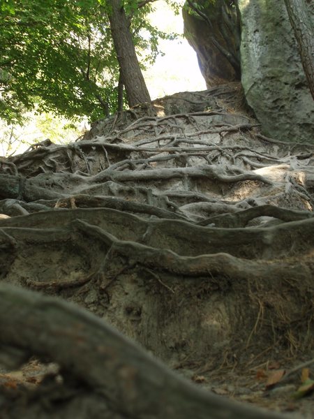 Really cool looking roots exposed by erosion on the path into the park...