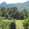 The lovely area of Gunung Buros and pepper fields you have to negociate to get to the wall.