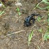 Please watch where you step! Reptiles doing the wild thing on the trail to the Gand Schijen... Apparently THE spot for pairing, as there were dozens of them going at it 