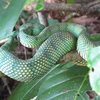 While bouldering near vegetation, Watch out for Pit-vipers, they're non-aggressive, but ever present!