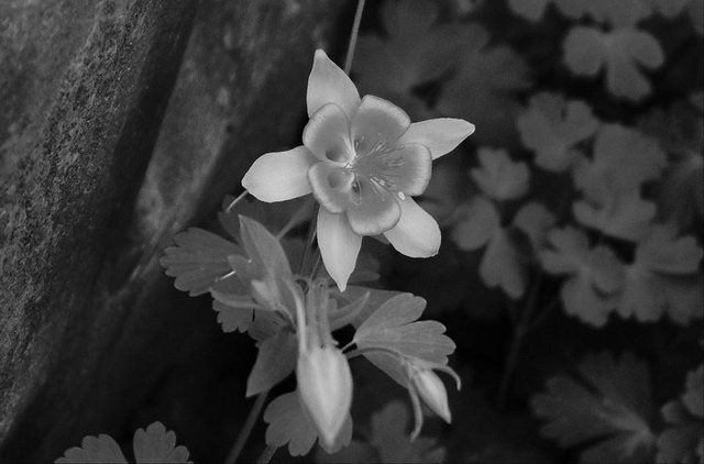 Columbine at the base of Giardia Crack, Left Wall. 