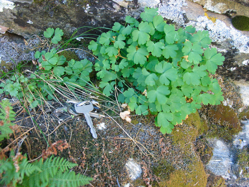 The quite rare Laramie Columbine (Aquilegia laramiens) grows on several sites within the LPWMHA.