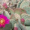 Prickly pear