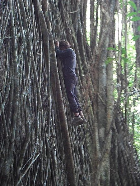 Scaling a 7 meter tall monolith, covered by a gnarly and slippery root lattice. Gunung Kajang, Tioman, Malaysia.