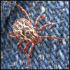 Tick, Joshua Tree.<br>
Photo by Blitzo.