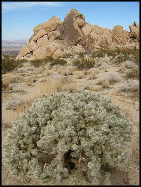Silver Cholla and Big Top.<br>
Photo by Blitzo.