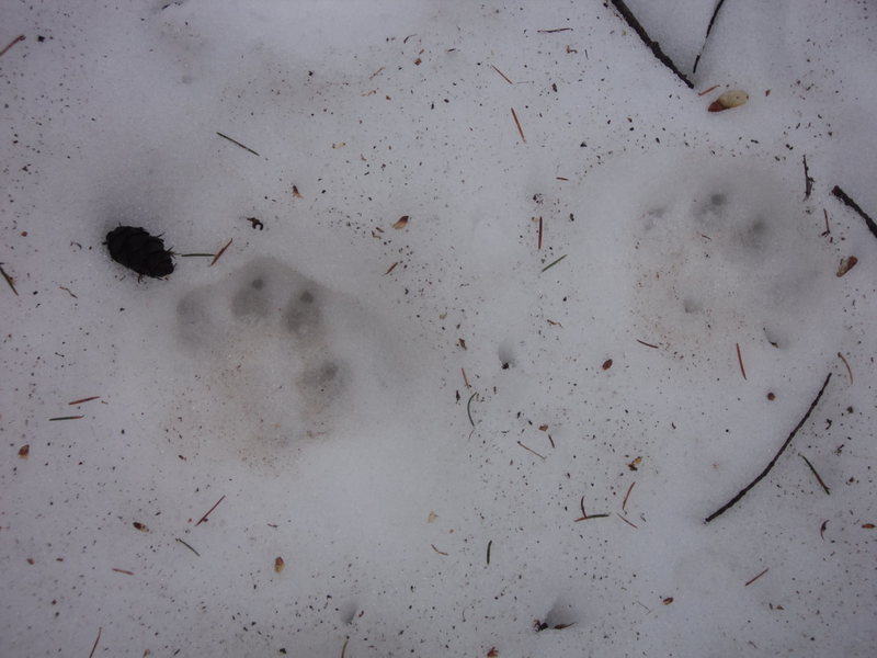 Possible cat prints on the way down?