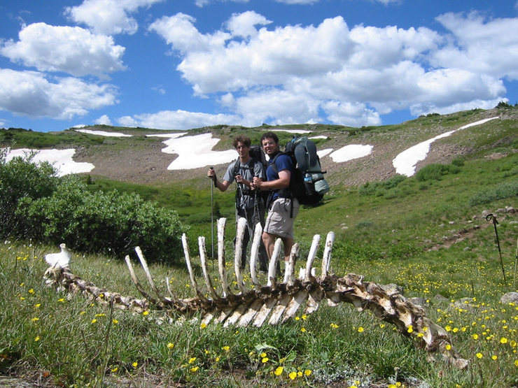 Skeleton in Flat Tops, CO.