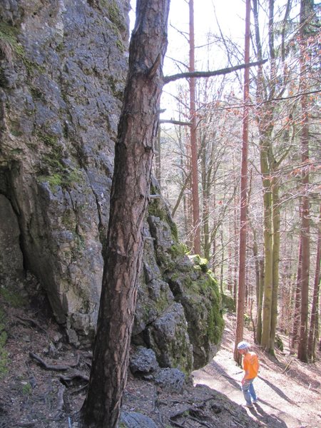 Climber looking at the start of Beerenweg. The route right next to this tree is an unnamed 4-.