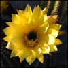 Yellow cereus flower.<br>
Photo by Blitzo.