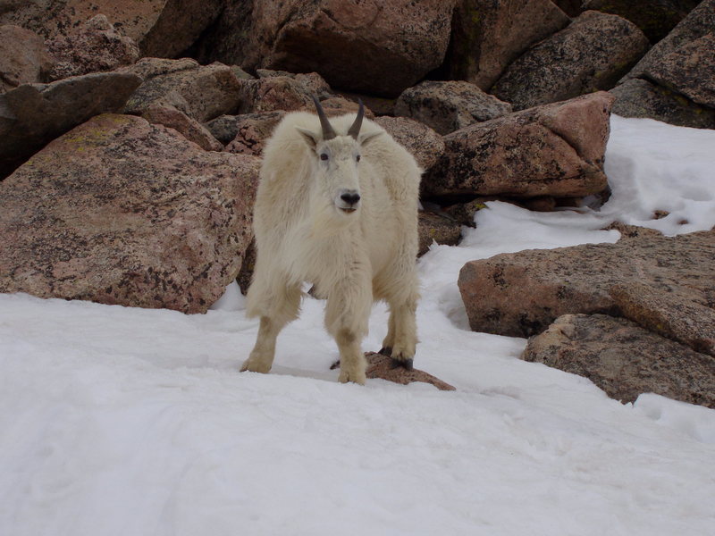 Mountain goat, Mt Evans