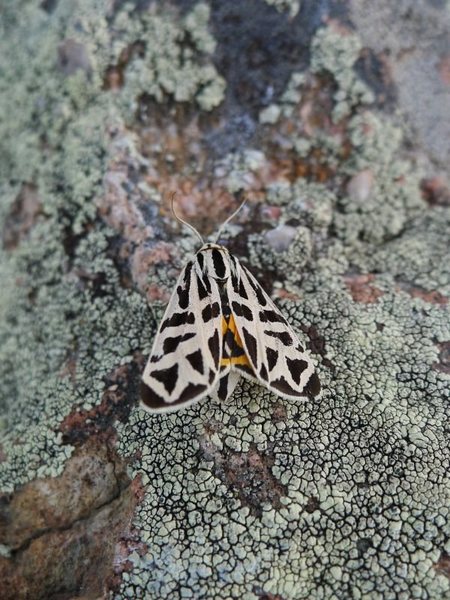 Moth or butterfly I found near the start.