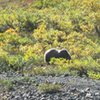 Just a few of the many Grizzlies we saw while hiking in Denali NP. No wonder why most folks stay on the busses. ; ) <br>
<br>
The bears were too busy loading up on berries, to pay us any attention. We made sure we kept a healthy distance, just in case we started to look more appetizing than the berries. : )<br>
<br>
August 2011