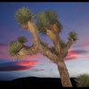 Joshua Tree.<br>
Photo by Blitzo