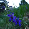 Delphinium nuttallianum on Shadow Canyon trail.