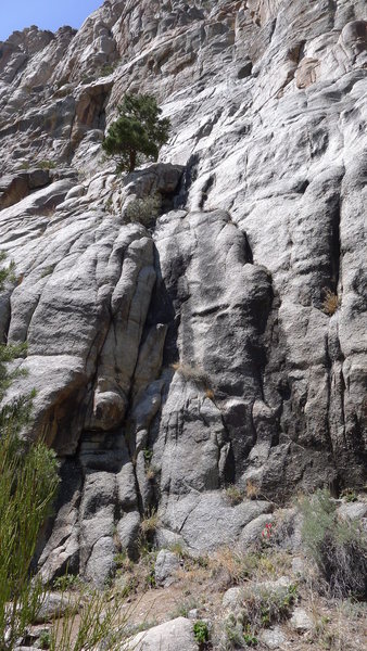 The obvious corner below the pinyon tree.