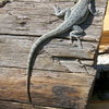 Guardian of the firewood.