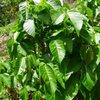 Poison ivy near the trail.