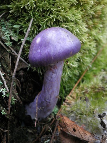 Purple magic mushroom at the Eagle