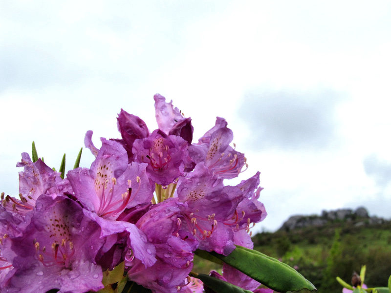 Rhodos in full bloom with the first cluster of boulders out of focus to the right