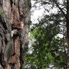 Rawlhide Wall<br>
<br>
Bennett Harris at the crux of<br>
Disgustipated (5.11) sport<br>
<br>
Crowders Mountain State Park, North Carolina