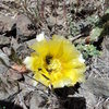 Blooming after the rain.  Prickly pear.