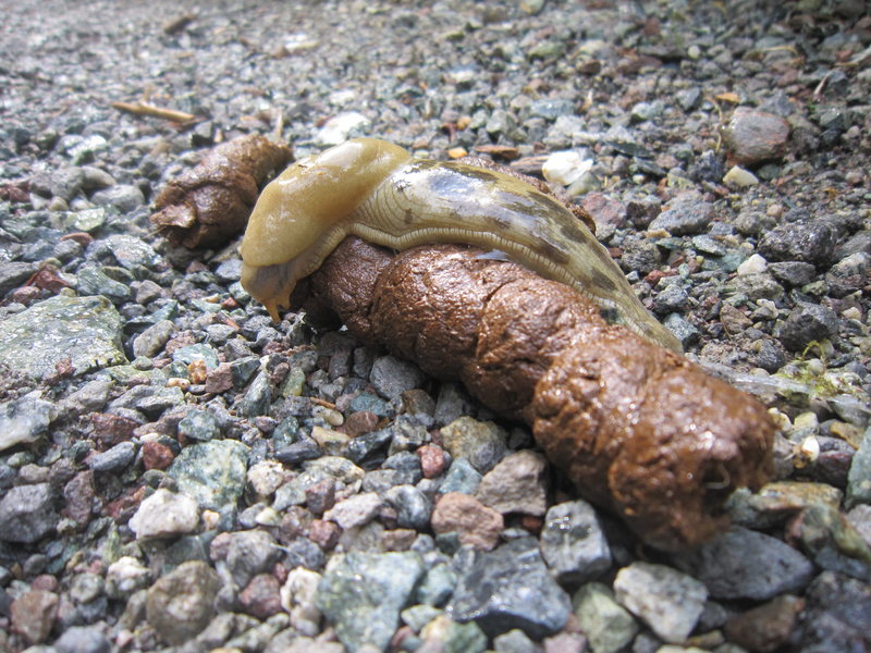 This is a slug eating poop.