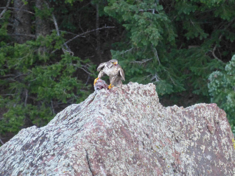 Raptor on S. Dino Egg eating something. Taken by John Brooks.<br>
 105937340