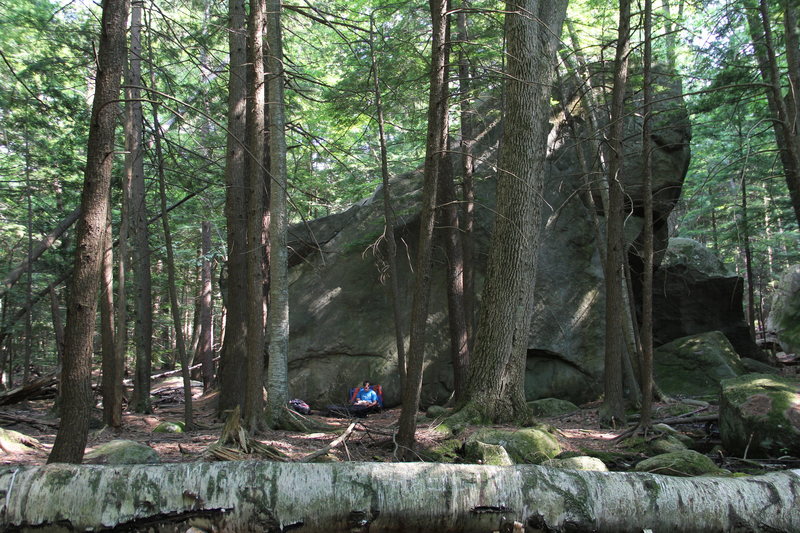 Image for scale. Note Jak enjoying his lunch at the base of this behemoth!