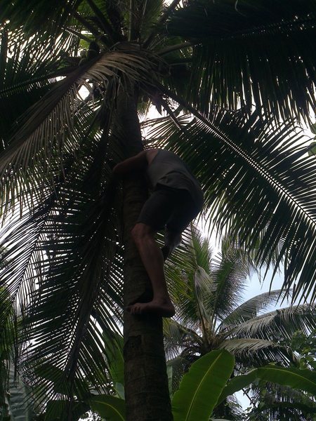 Eric Coffman 1st ascent of a coconut tree