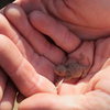 Tiny Horned Toad found on the approach