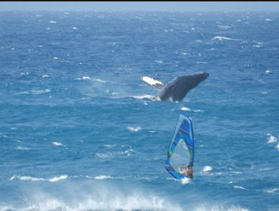Wind surfer Griffin Freysinger<br>
Photo; Giampaolo Cammarota<br>
Hookipa Beach Park,NS Maui winter 2012 