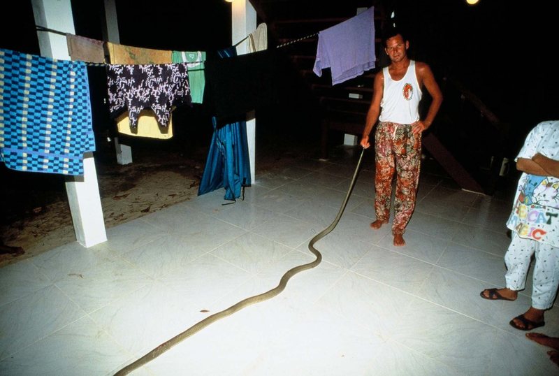 King Cobra that showed up at my birthday party in 1994. He came in mad, left dead.